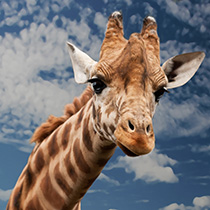 Giraffentraum® Projekt